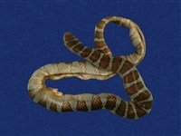 藏品(闊帶青斑海蛇)的圖片